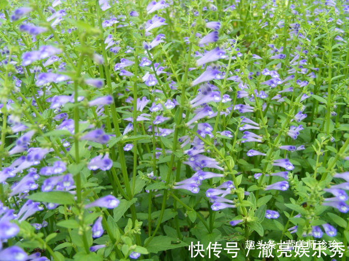 2种野草,名字相似,作用却大不同,价值很珍贵,若遇见,请珍惜