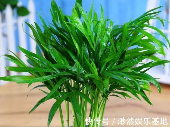 喜欢菊花,不如养盆彼得布兰德,开花红艳似火,花型艳丽!