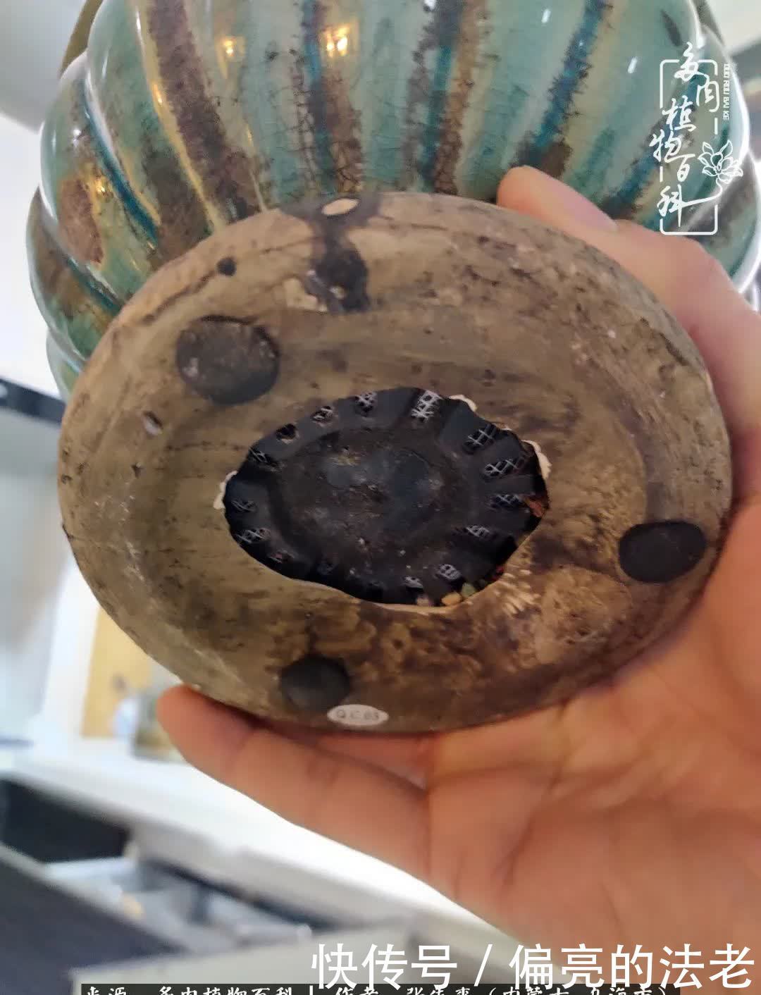 吸取教训，不断探索，英语老师的多肉碎碎念！