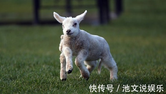 属羊人|不论男女，生于阴历这几月的属羊人，一生运势最好