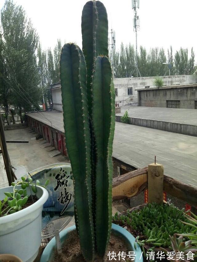 室内想养“大盆镇宅花”,建议从这10种里面选,听名字就很霸气