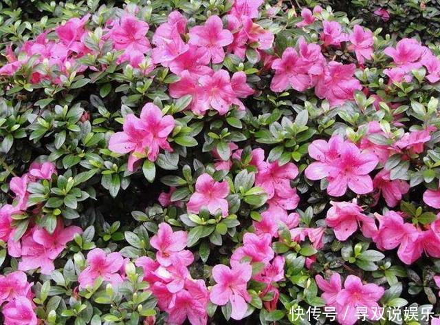 栀子花、杜鹃花“花苞”呼呼掉,都是土壤惹的祸,教你几招能恢复
