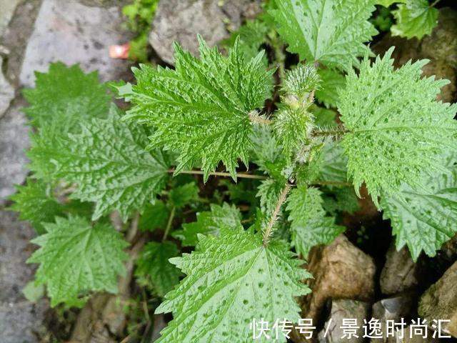 龙葵|门口的果子像“龙葵”,赶紧要拔掉、千万别吃,会中毒