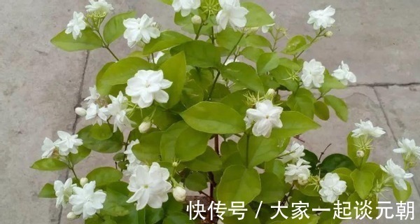 茉莉花|室内盆栽这3样花,空气香喷喷,还不用担心冷热气候造成伤亡
