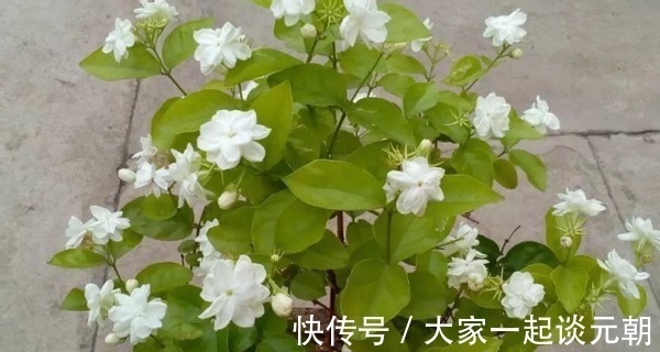 茉莉花|室内盆栽这3样花，空气香喷喷，还不用担心冷热气候造成伤亡