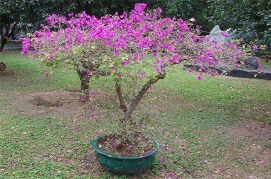 三角梅不开花教你4招,花苞疯长,花香四溢,轻松爆盆!
