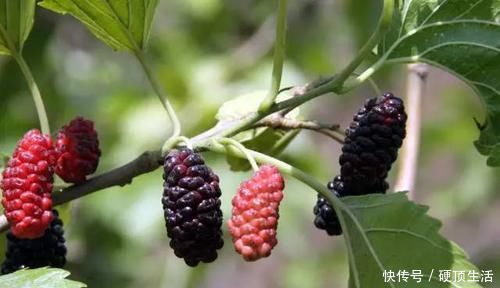 不饱和脂肪酸|高血脂除了吃药,这6种食物要多吃,帮助降血脂,身体更健康