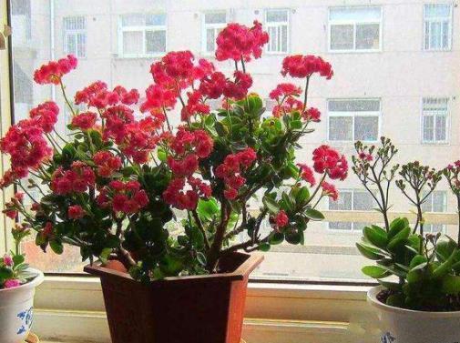 成活|长寿花“嫁接”开花多,几个“关键点”要注意,不然后期问题多!