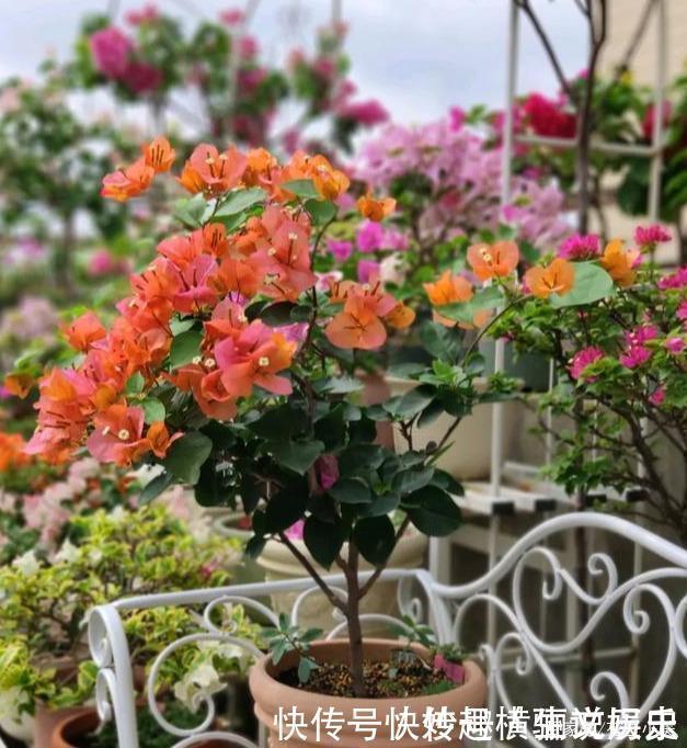 45种三角梅品种,红、橙、黄、绿、白、紫,每一种都很好看!