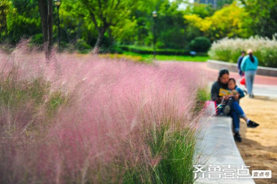 粉黛浪漫，去华山追一场绝美秋色