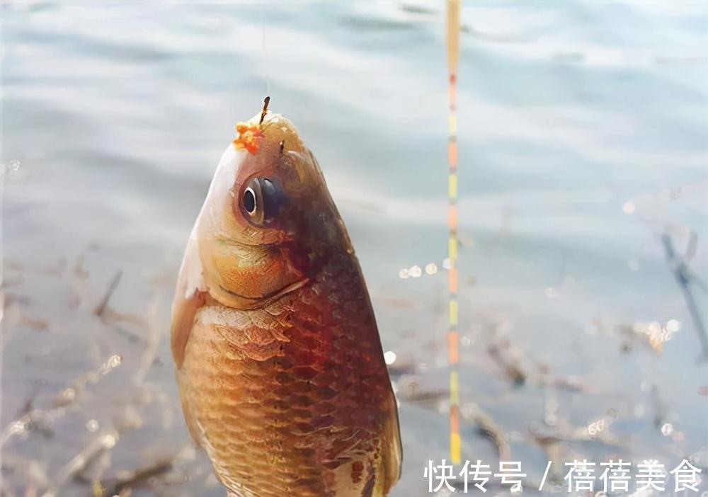 降温好钓鲫鱼?别逗了,做不到这两点,一口都没有很正常