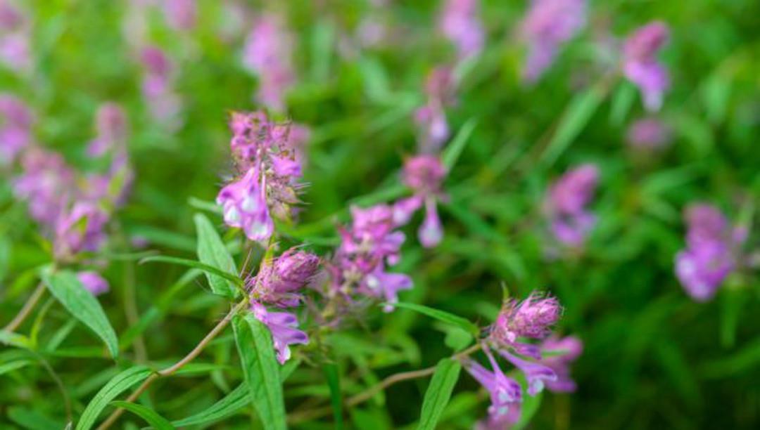 唐诗|一首很经典的集句诗,前面三句化用唐诗,只有最后一句才是原创