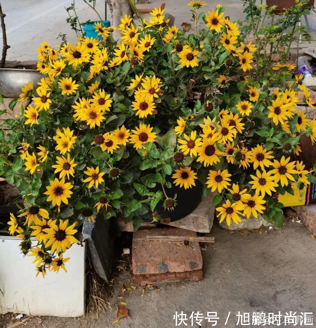 30种夏天花,热不死、晒不死,大半年都开花,还没病虫害