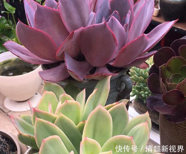 花盆|在家养多肉,学好这些技巧,花盆都长满!