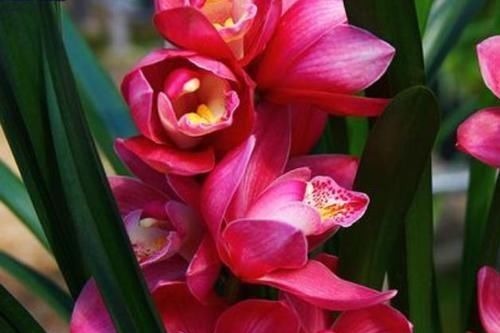 美过荷花，香过桂花，一年四季花开不断，连玫瑰都自愧不如