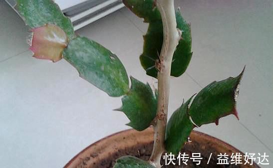 蟹爪兰|“嫁接”蟹爪兰,不注意这个“小细节”,成活率基本为“零”