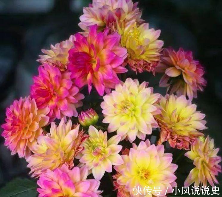  美色|家养此款花卉，开花勤爱爆盆，花美色艳