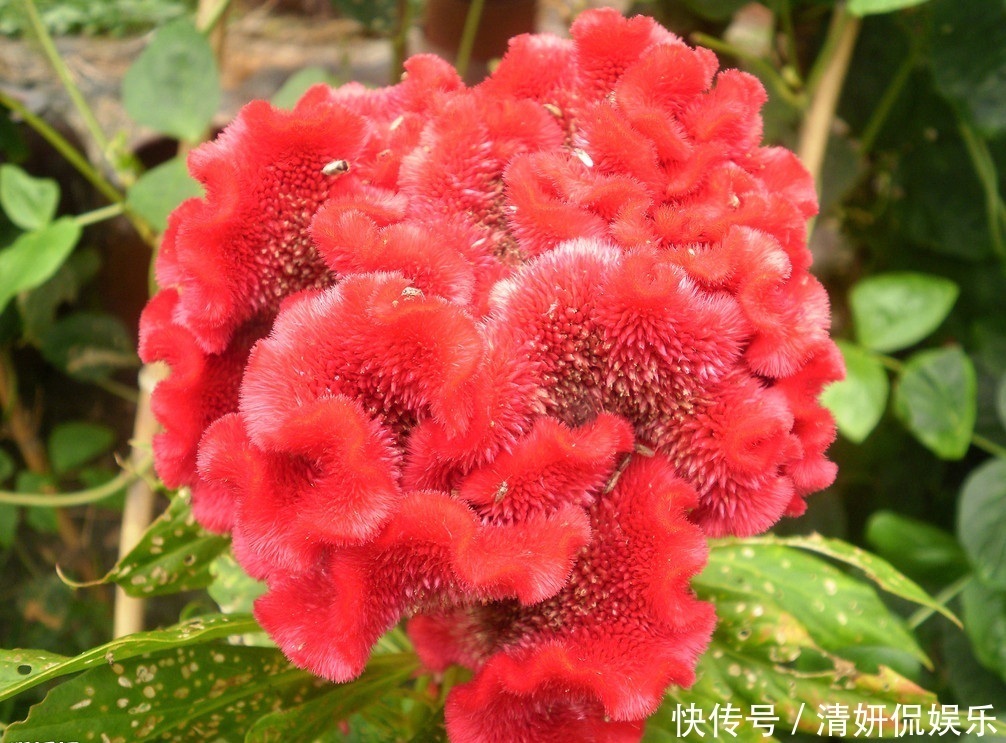 此花名字粗暴，不过却有着美丽的外表，所代表的是永恒的爱