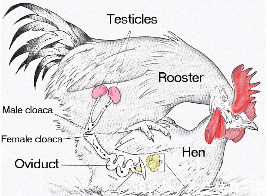 稀蛋白|明明无需公鸡存在，母鸡就能自行生蛋，公鸡有什么存在的必要么？