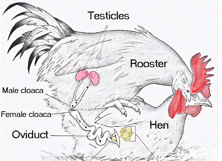 稀蛋白|明明无需公鸡存在,母鸡就能自行生蛋,公鸡有什么存在的必要么?