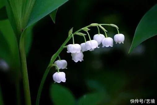 赏一窗花开，盼一世安好