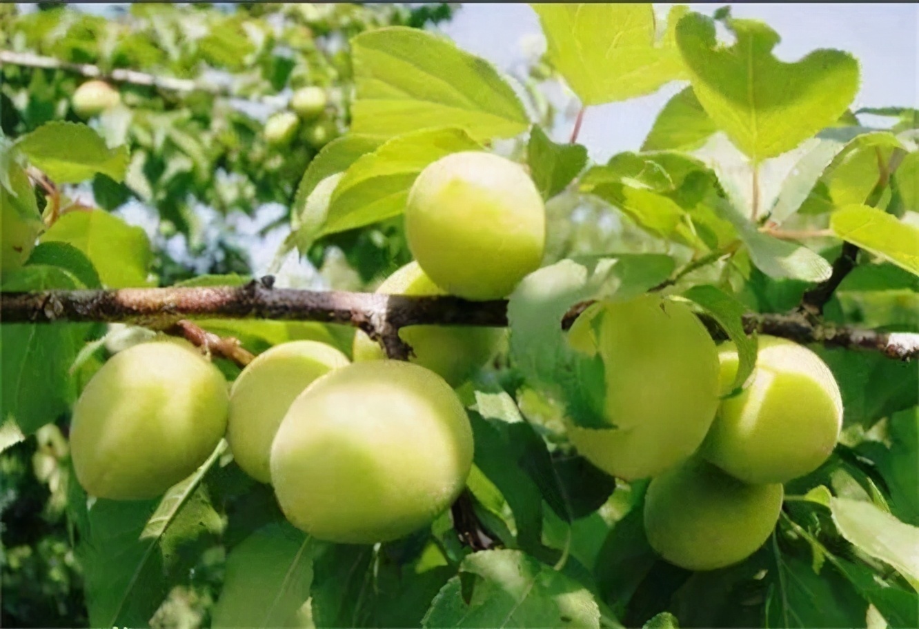 延缓衰老|30岁女性多吃3种食物,美容养颜,延缓衰老,好处多多