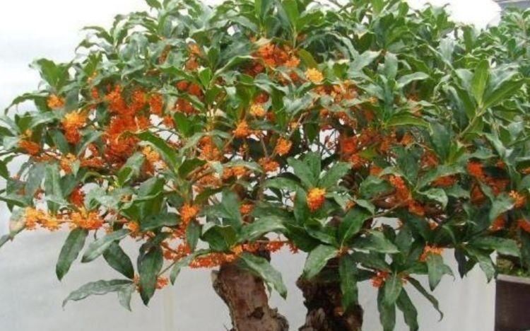 种花|有钱人都养4种花，开花爆盆花期长，花大色艳真漂亮，谁养谁上瘾