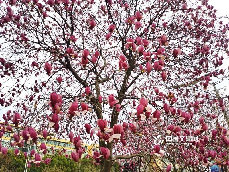 老年|玉兰花开春意浓 义乌这条“玉兰大道”带你邂逅春天