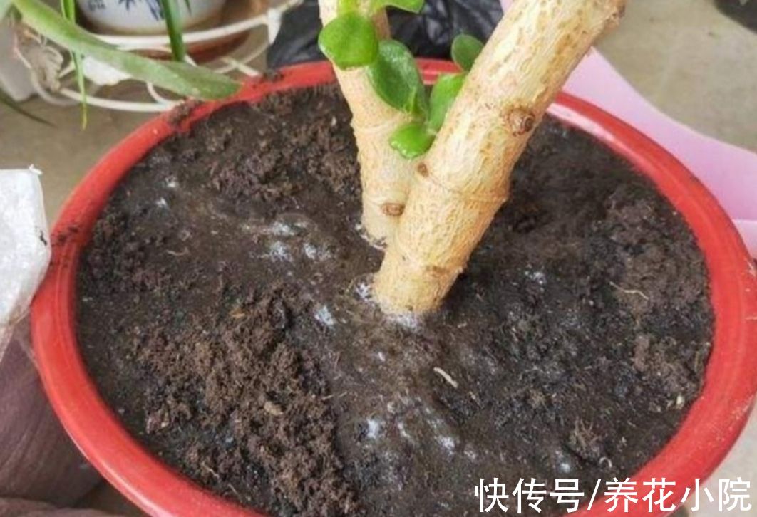 黄叶|给花卉换盆，多做1个“小动作”，避免出现烂根黄叶