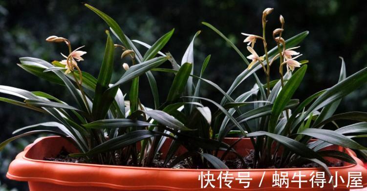 遮阳网|夏季，搁阳台盆栽兰花，切记：侍弄好这3点，养护简单