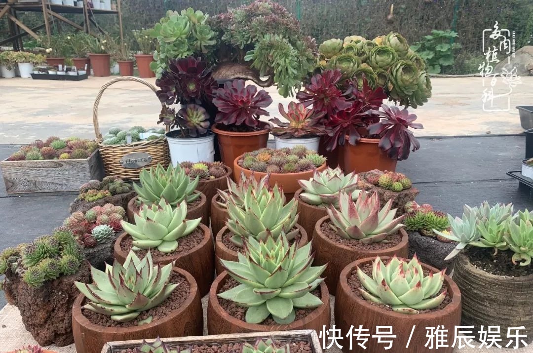 框子|这多肉拼盘这么仙!如何制作达人手把手教你制作长生草拼盘!