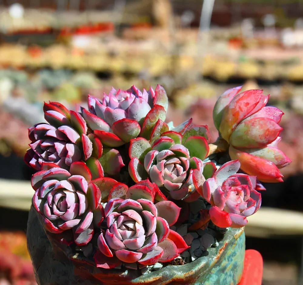 多肉徒长丑的没法看?做好2件事,新手也能养出肉墩子