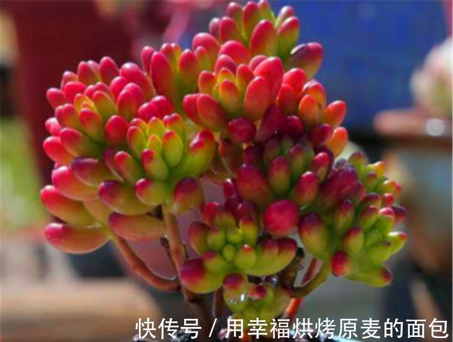 彩色果冻多肉中的“3朵姐妹花”,晶莹剔透颜色亮,出状态太美了