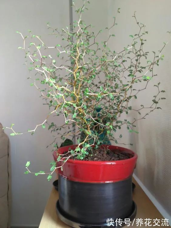 很少花友养的网红“童话树”,可真不难养,你会觉得好看不?