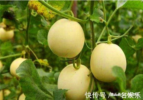 延缓衰老|秋天养生好时机,坚持吃3种食物,养护血管,延缓衰老