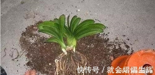 花卉换盆时,这些没做好,就等于白换了