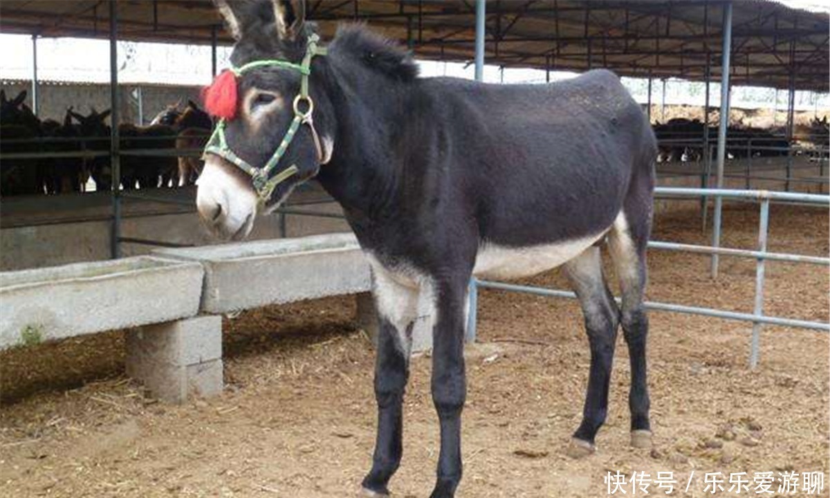 农户们|俗语说：“驴肉香，马肉臭，打死不吃骡子肉”，老祖宗的经验之谈