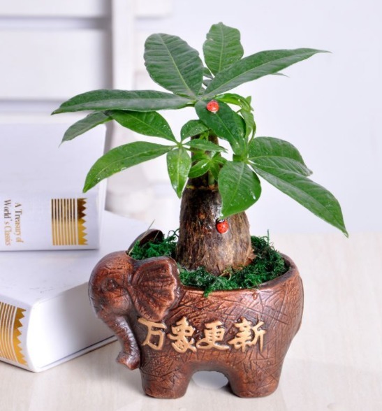 三种”招财花“不要买仍在盆中就成活,一星期就可生根!