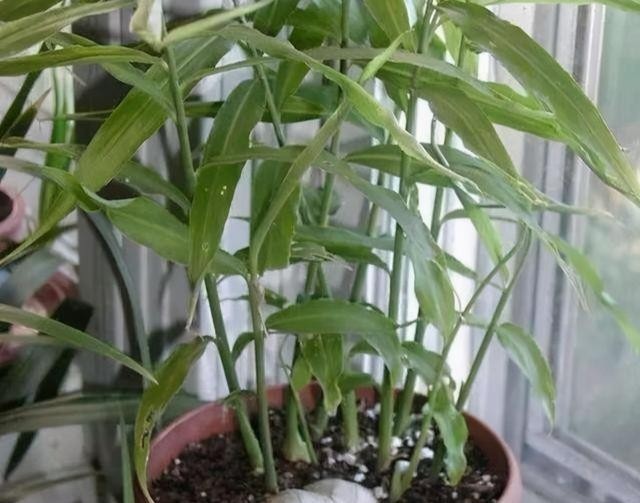  水里|厨房5种“再生菜”，菜头别扔，插水里变盆景，长得飞快，再炒菜