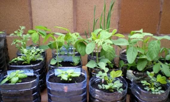 丢掉这些“废弃物”，养花损失可就大了