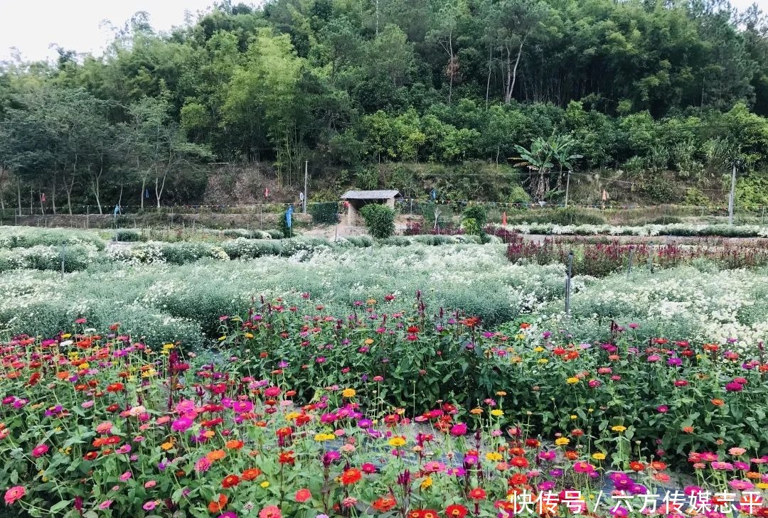 创建全域旅游示范区丨高要旅游手信篇：河台