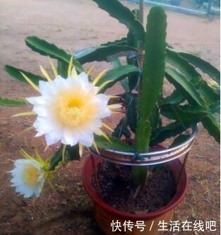 养这“3种花”,浇点水就疯长,镇宅又旺财,回家养2盆,身体好!