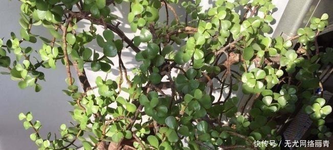 5年前养了一盆“野草”,邻居们很羡慕,说是“金枝玉叶”