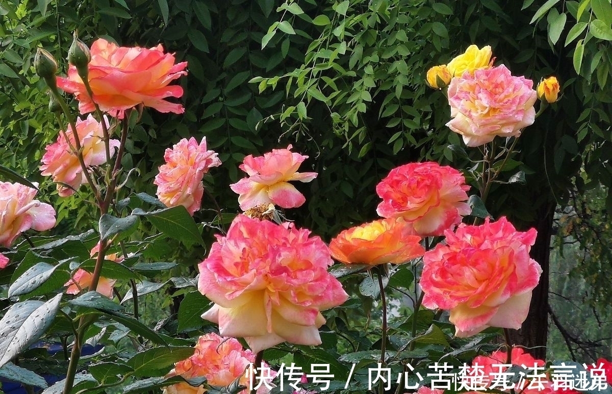 婆婆养月季只选一种,好养抗性强,关键“爱”开花,比养欧月实在