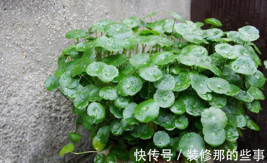 黄叶|家里养4种花,8月也要浇透水,一天不浇就黄叶,别大意