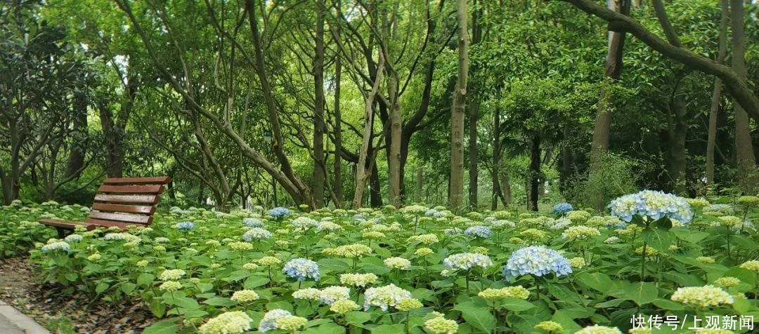 八仙花初开，上海滨江森林公园花海盛宴即将开启