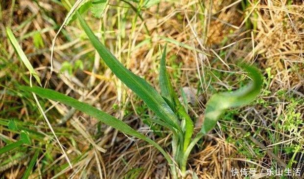 鸦葱|野菜一定要挖根，人称“兔儿奶”，根比叶子好吃