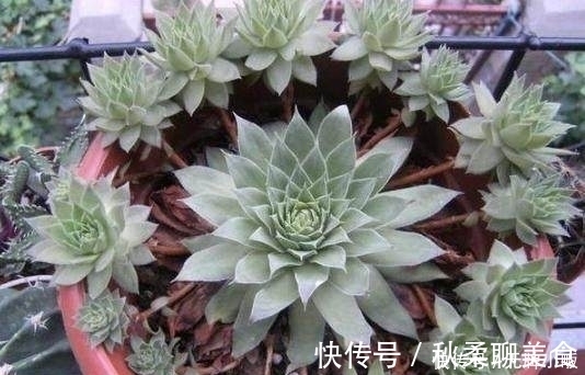 花卉|这几种花最适合贱养,越不管越容易开花爆盆,想养死都难
