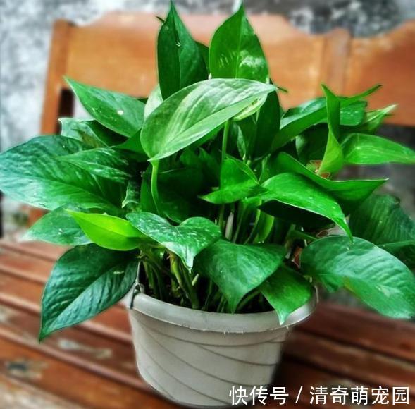 勾兑|刚扒的香蕉皮该如何处理养花？学2招，既能清洁又能增添营养