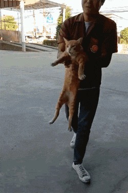 |搞笑GIF趣图哥们,就一只猫而已,至于这么害怕吗?